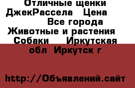 Отличные щенки ДжекРассела › Цена ­ 50 000 - Все города Животные и растения » Собаки   . Иркутская обл.,Иркутск г.